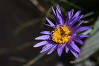 Aster alpinus